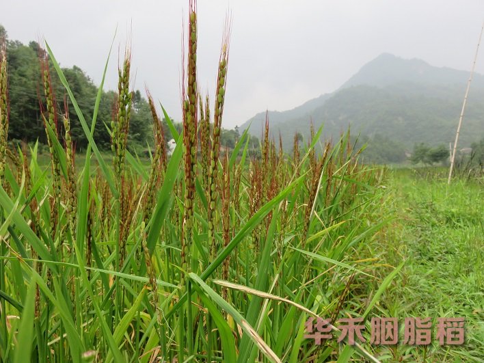 早稻-华禾胭脂稻55.8亩二号基地